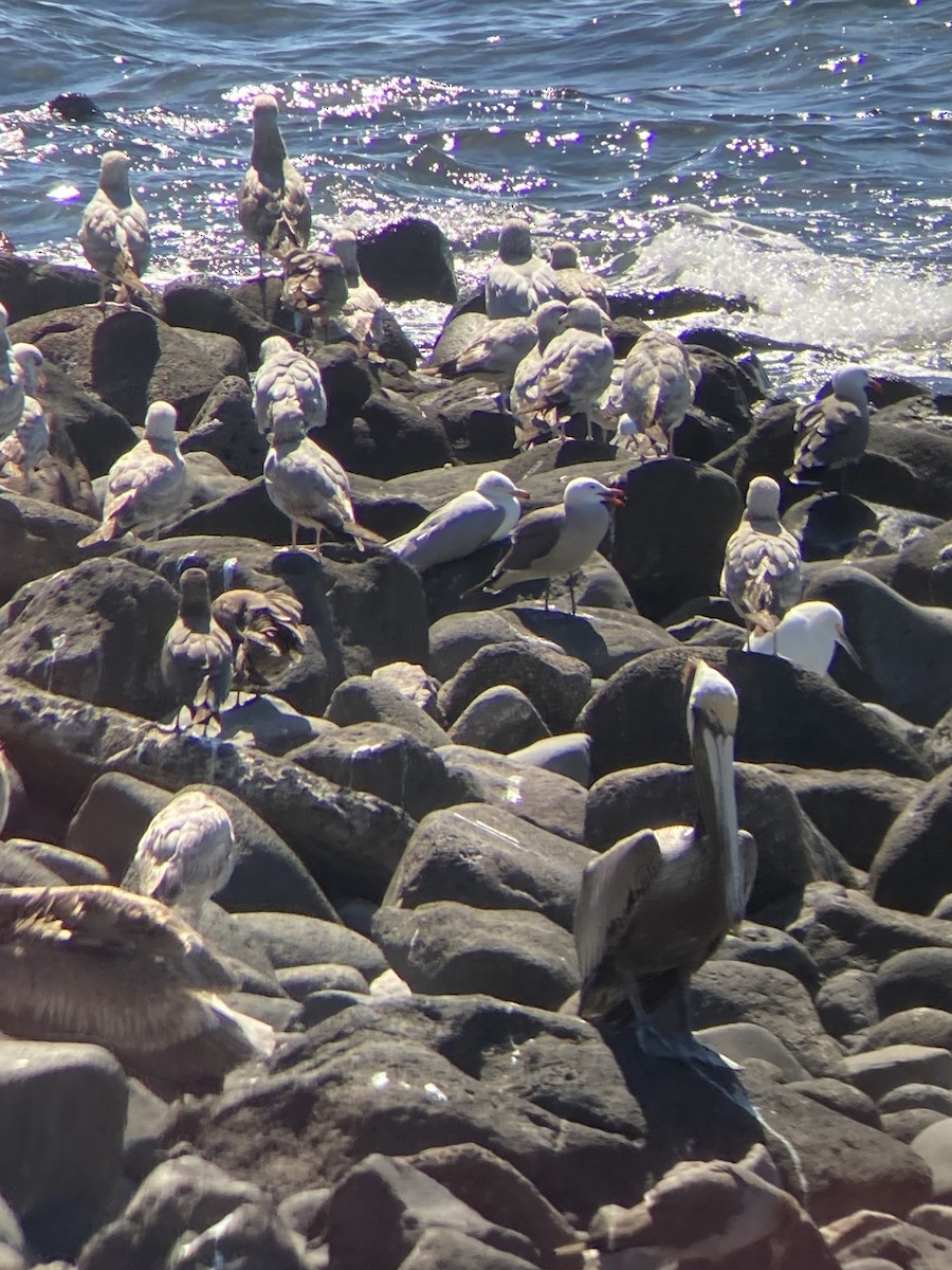 Heermann's Gull - ML426343121