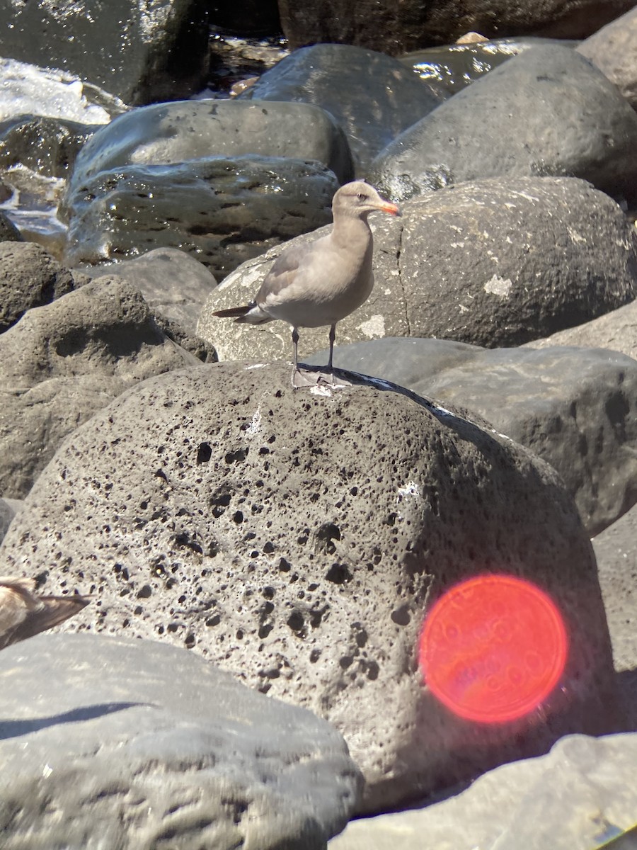 Heermann's Gull - Jacob Bagley