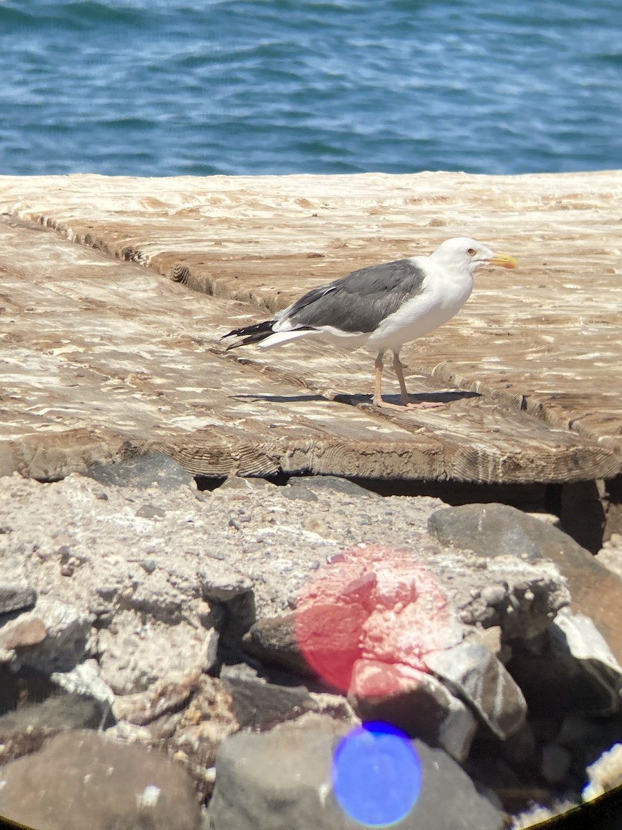 Yellow-footed Gull - Jacob Bagley