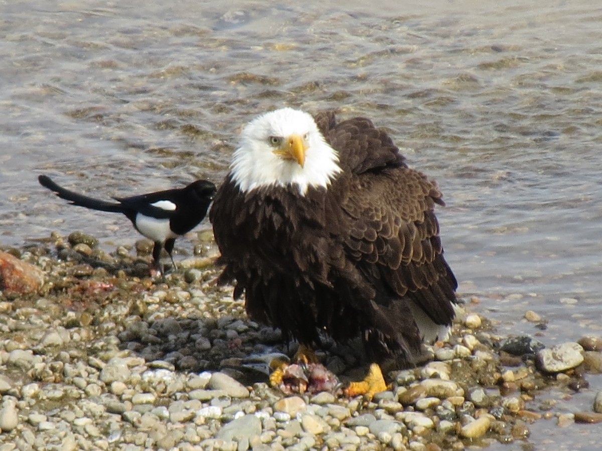 Bald Eagle - ML426346511