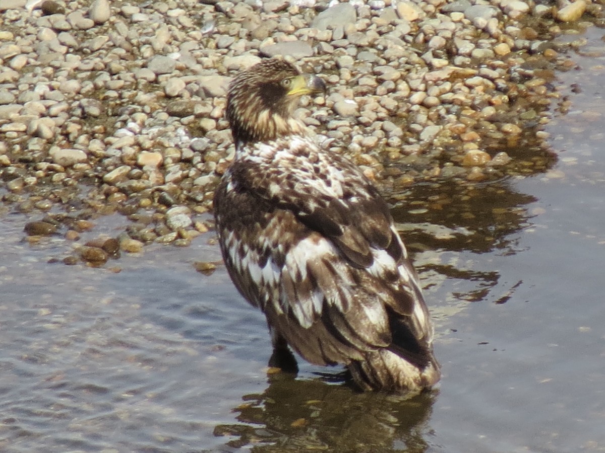 Bald Eagle - ML426346521