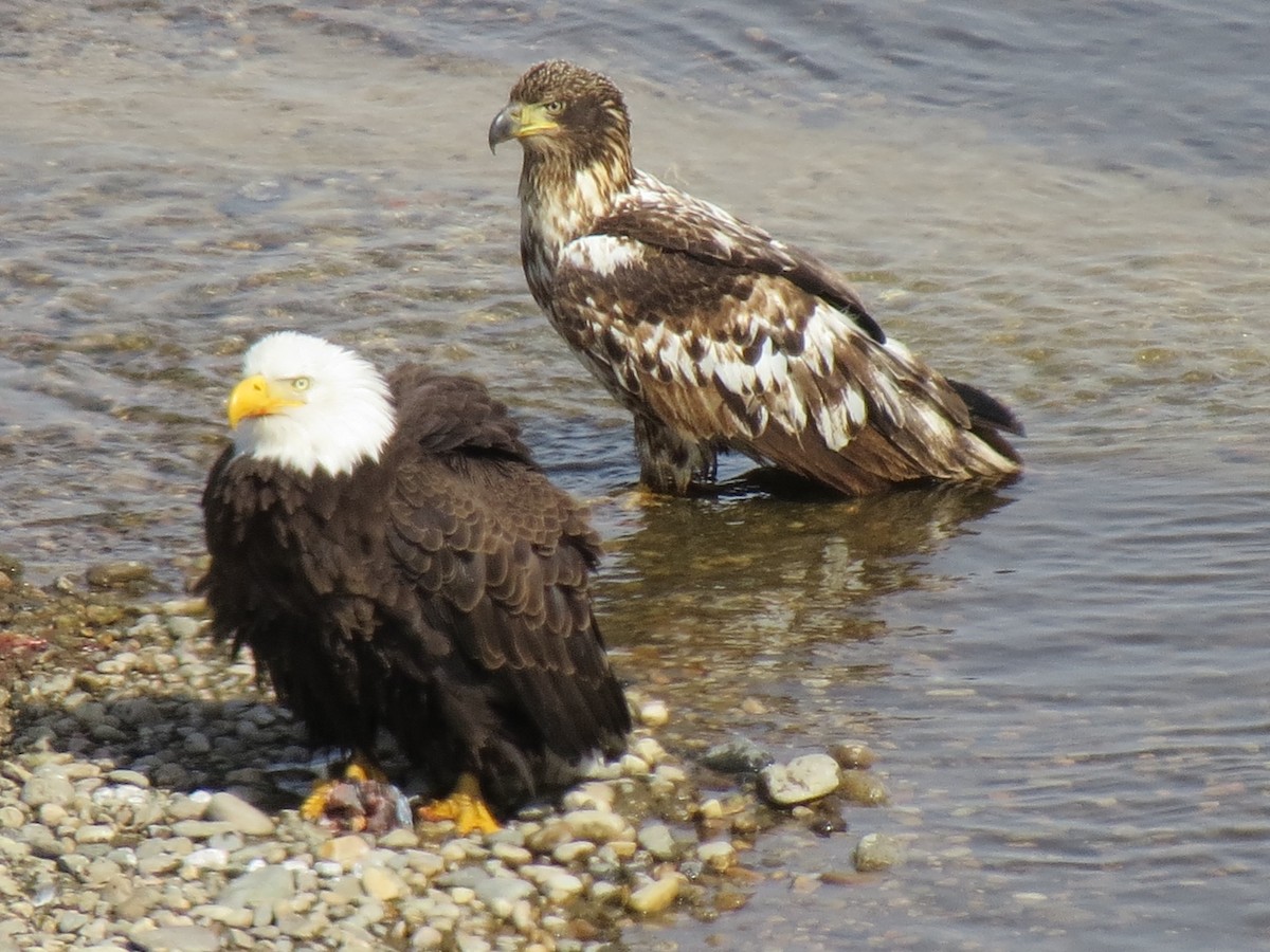 Bald Eagle - ML426346531