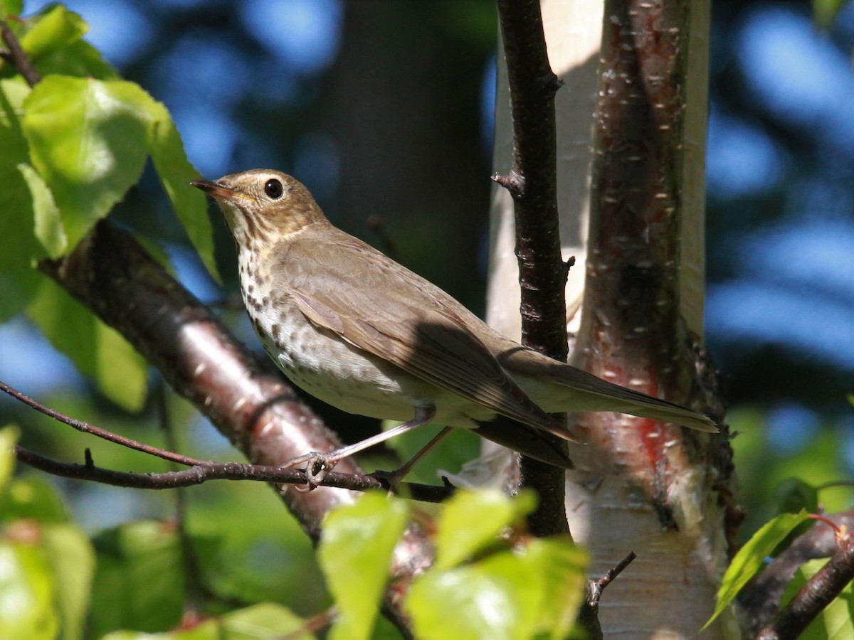 Swainson's Thrush - ML426347981