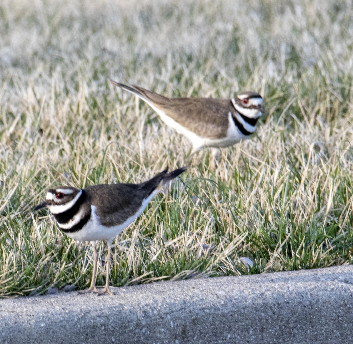 Killdeer - ML426348941