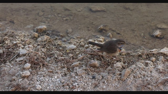 Bluethroat (Red-spotted) - ML426349011