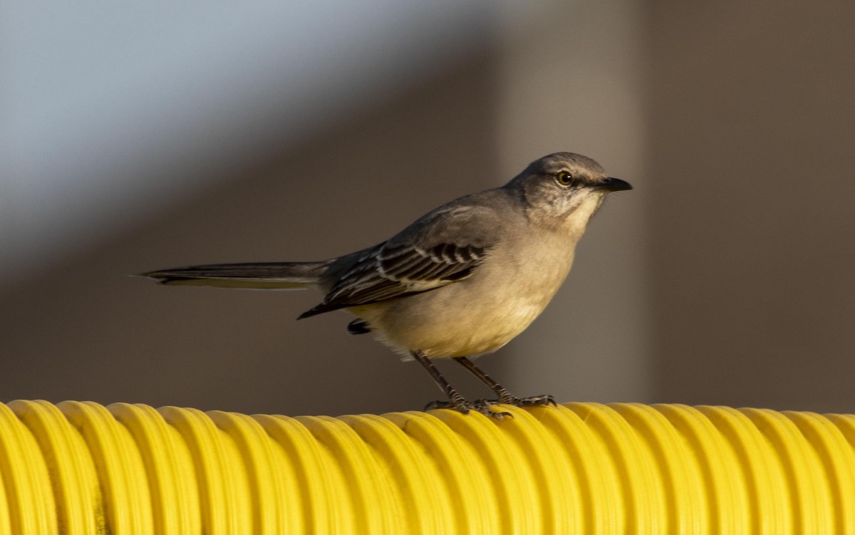 Northern Mockingbird - ML426349071