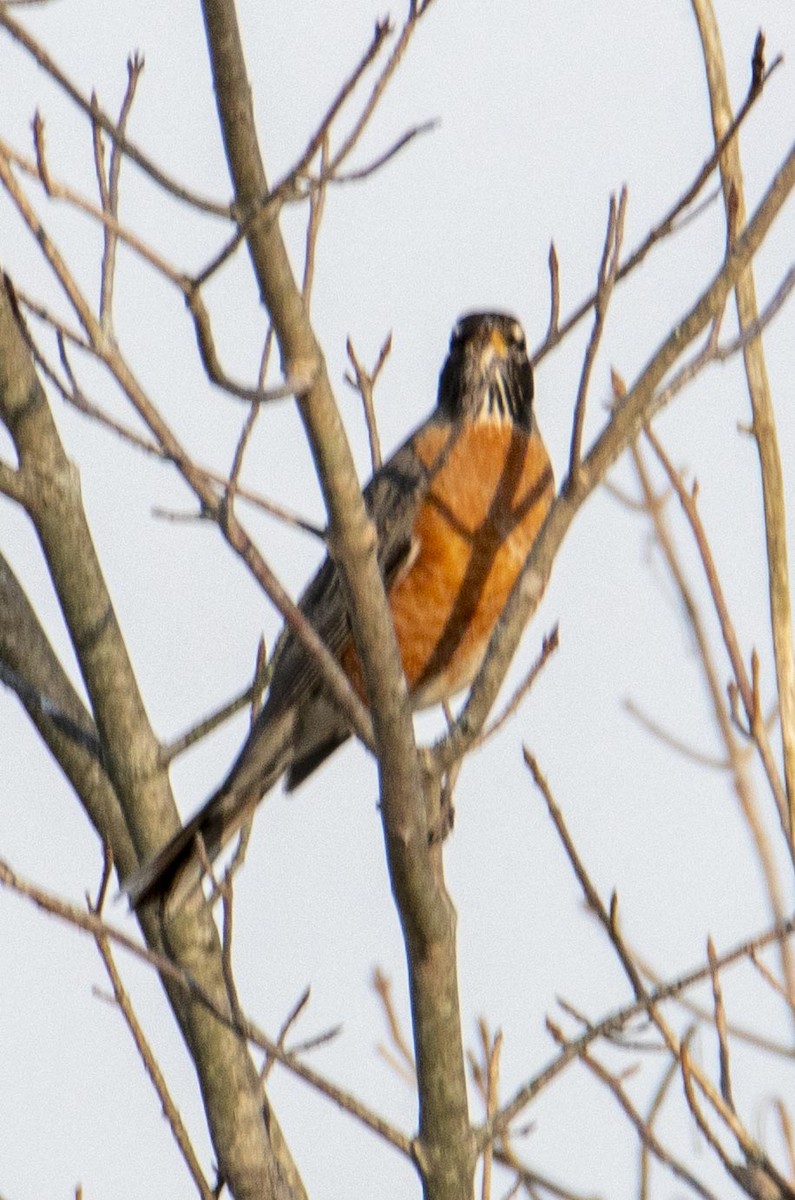 American Robin - ML426349101