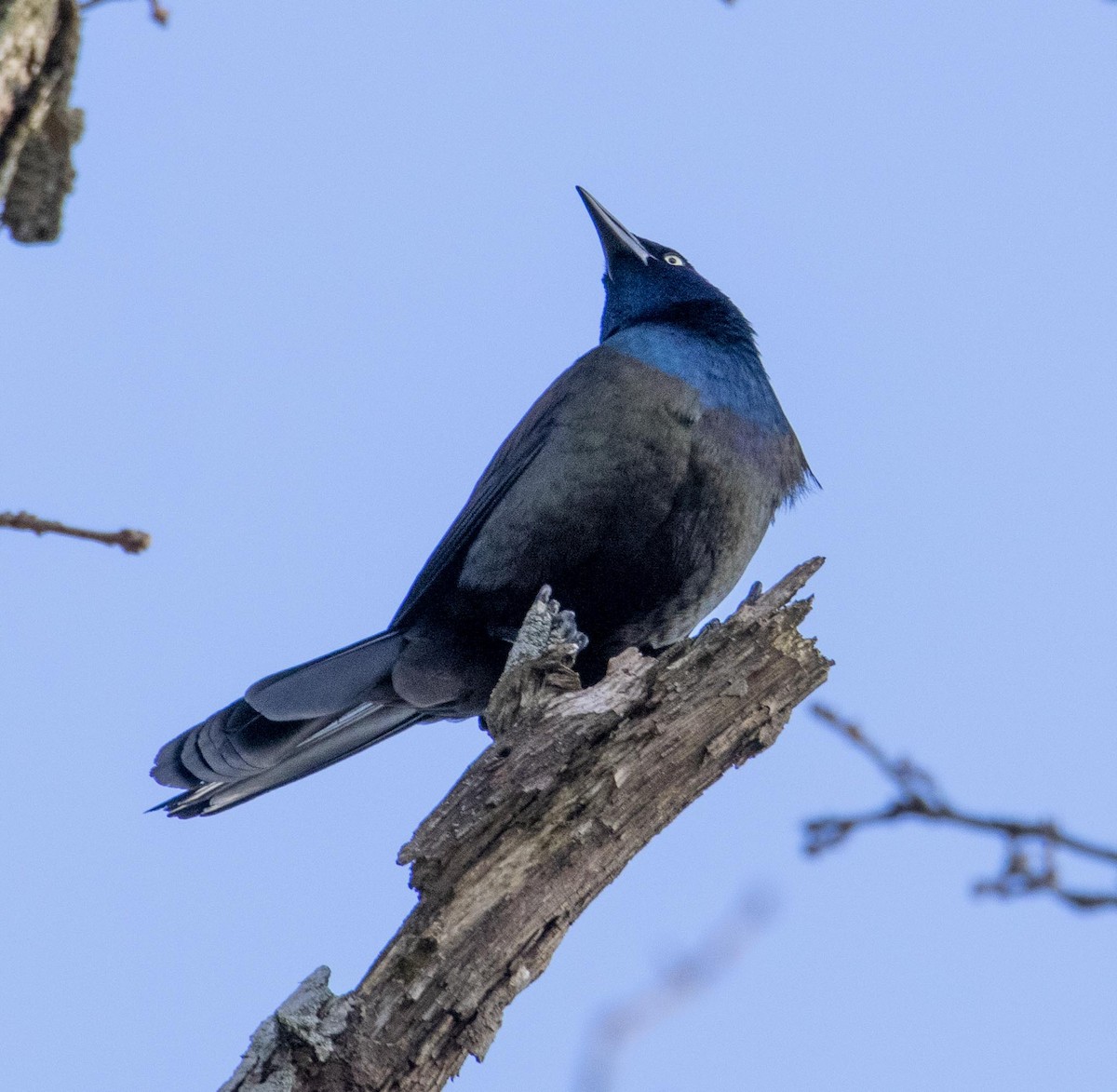 Common Grackle - ML426349241