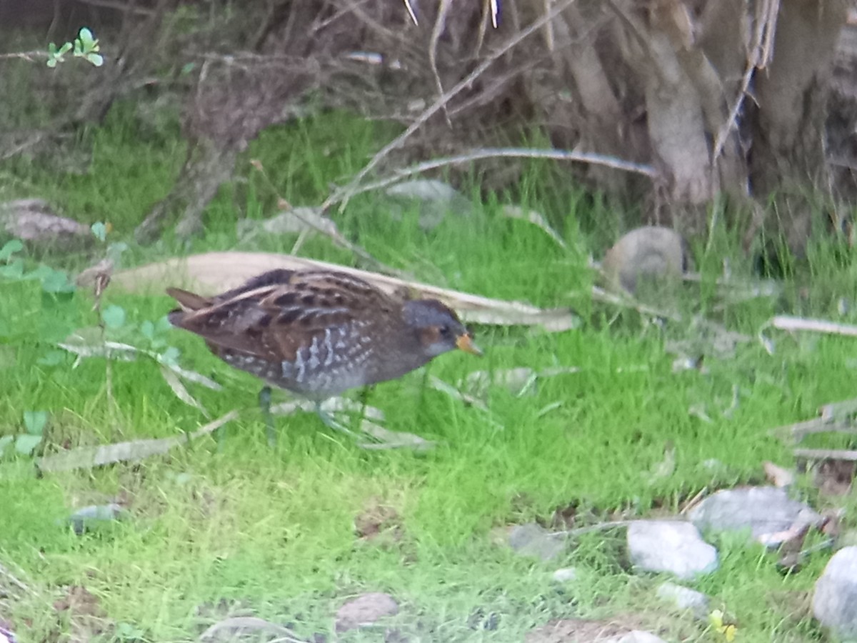 Spotted Crake - ML426349451