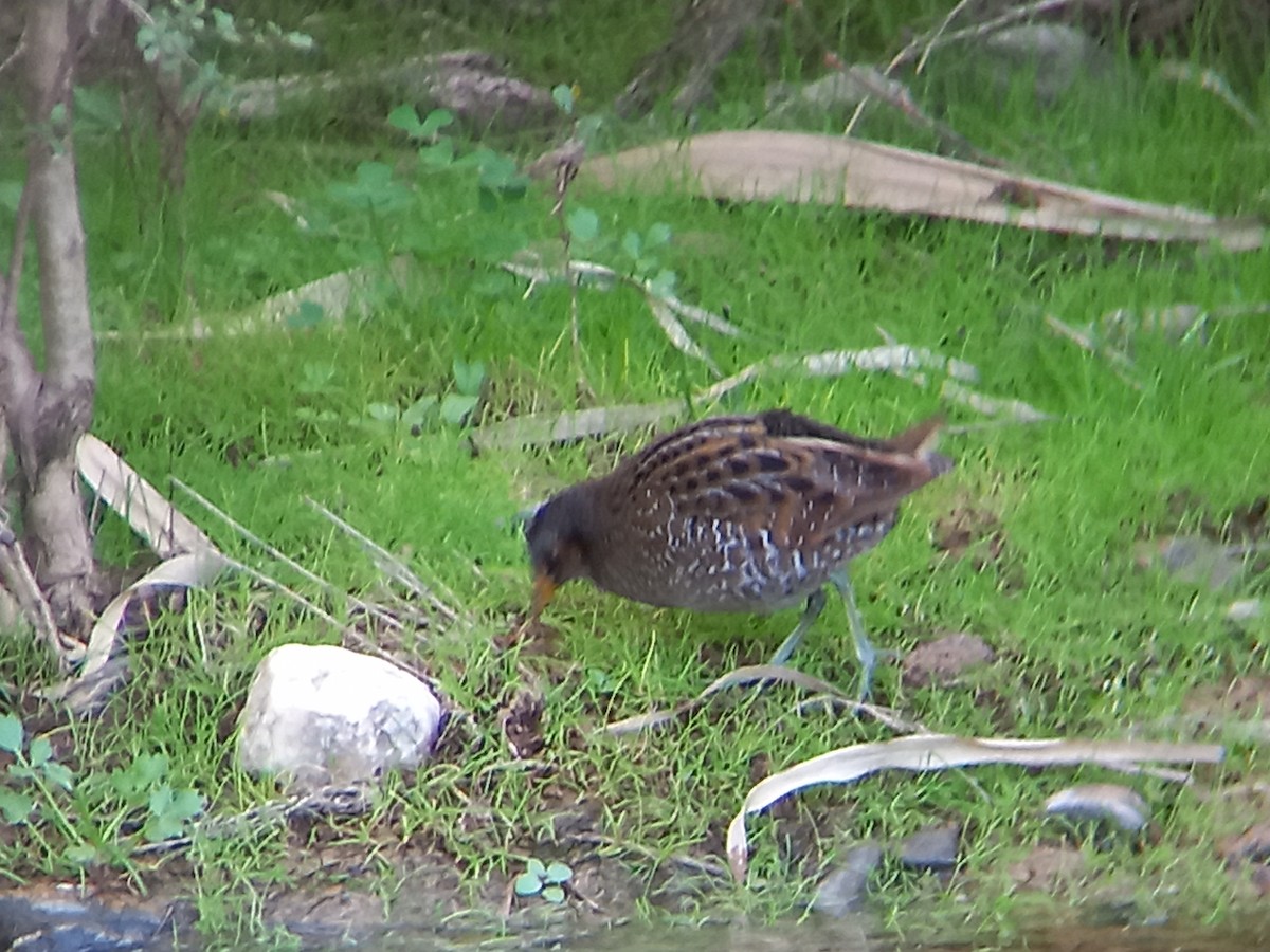 Spotted Crake - ML426349691