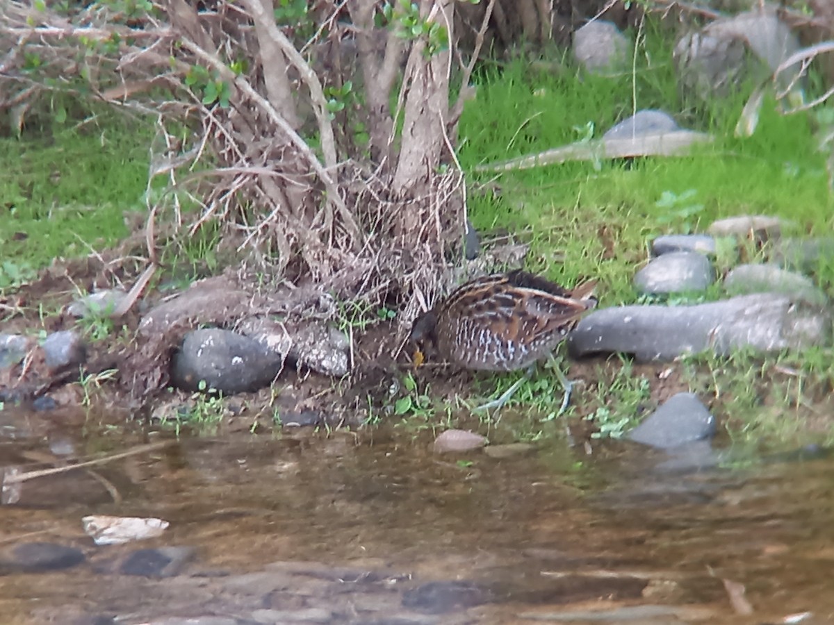 Spotted Crake - ML426350011