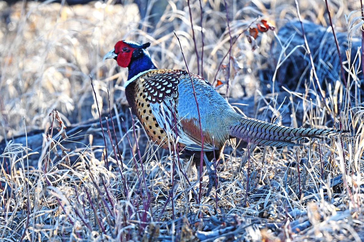 Ring-necked Pheasant - ML426351081