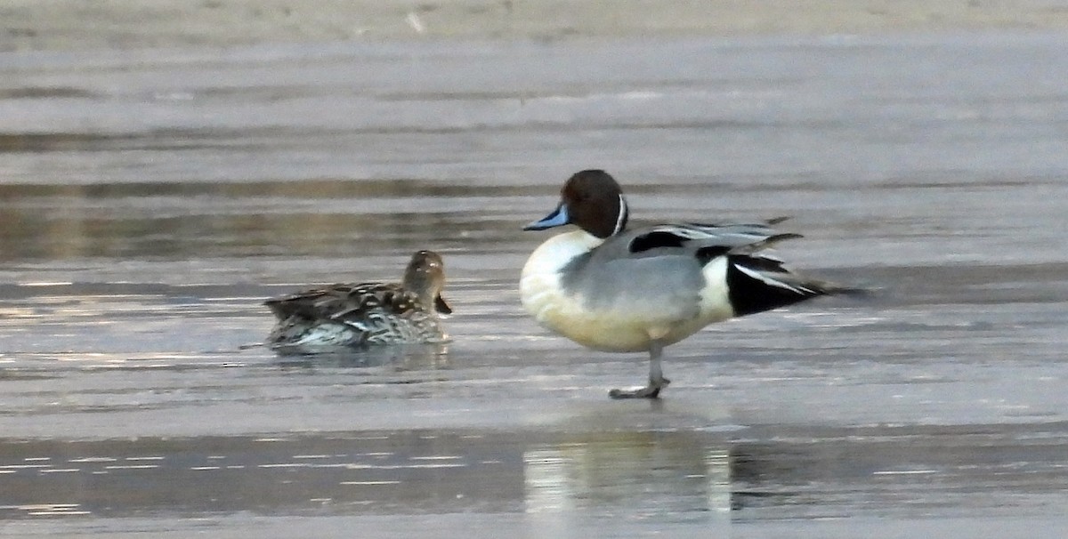 Northern Pintail - ML426353951