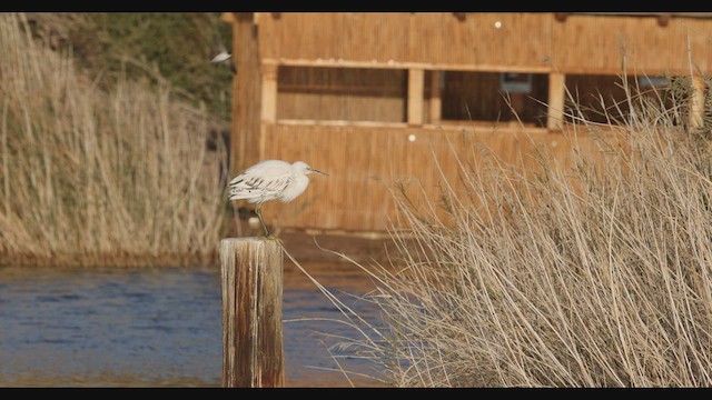 Western Reef-Heron - ML426353961