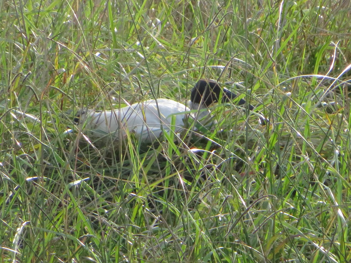 ibis australský - ML426354111