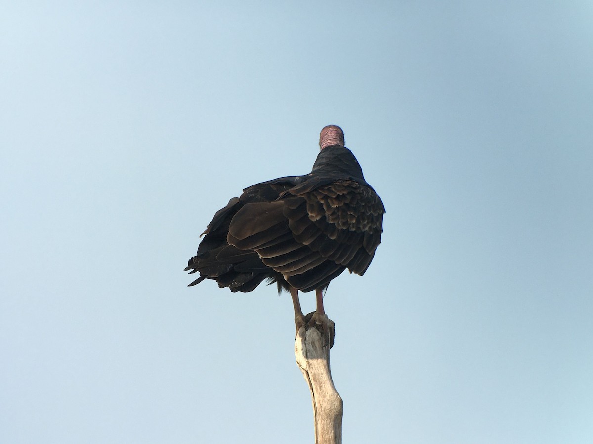 Turkey Vulture - ML426354791