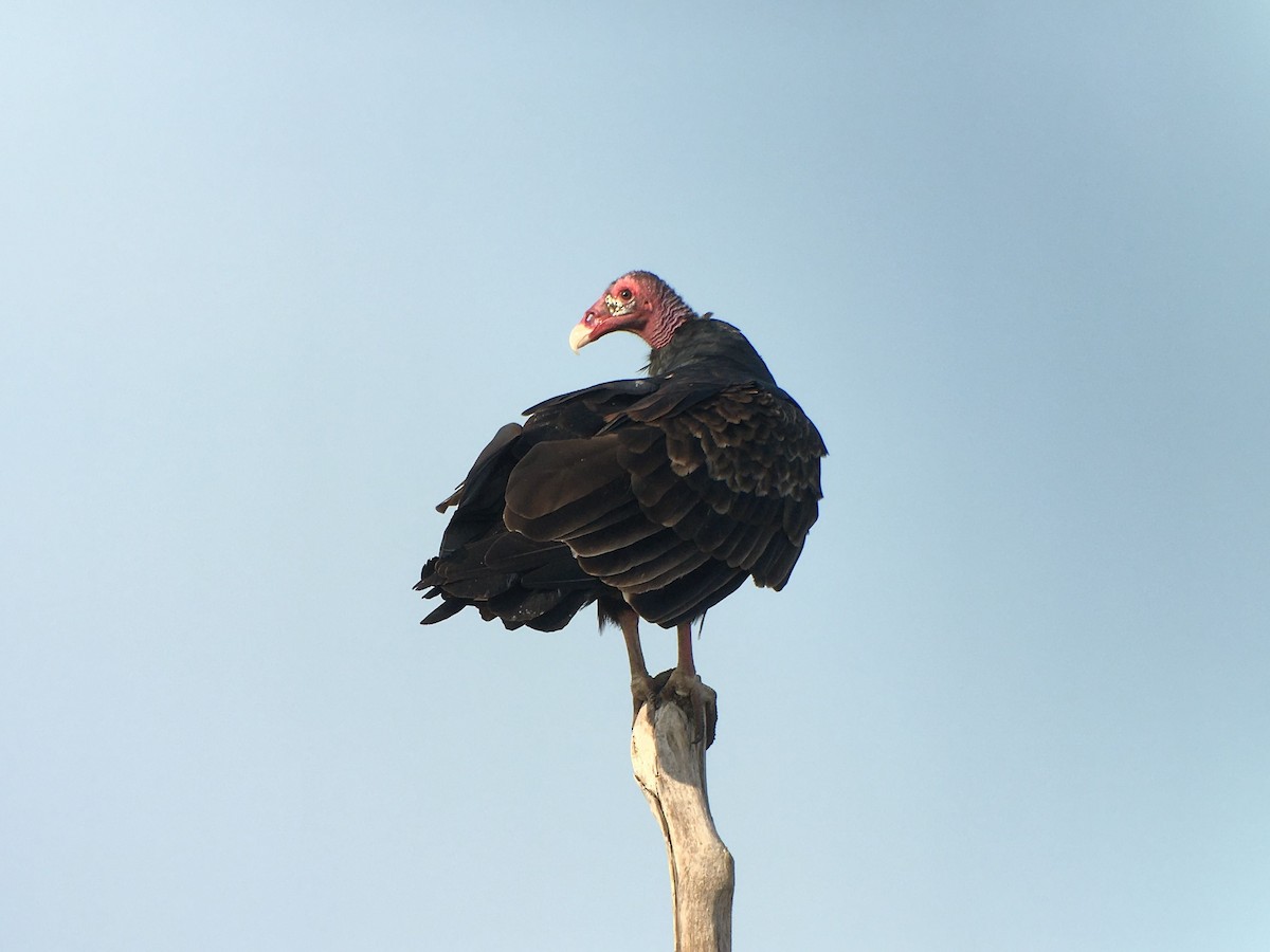 Turkey Vulture - ML426354871