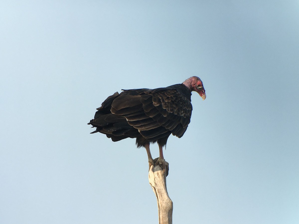 Turkey Vulture - ML426354901