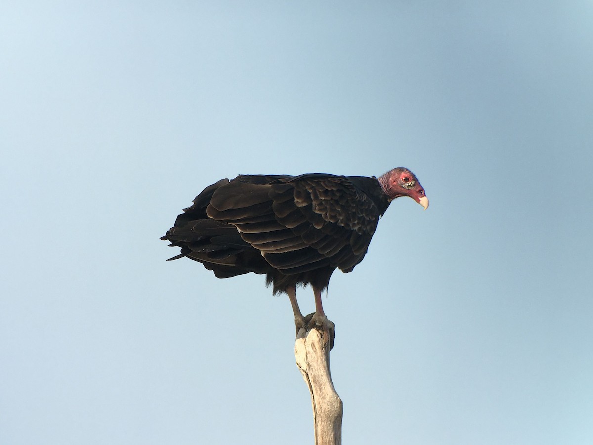 Turkey Vulture - ML426355011