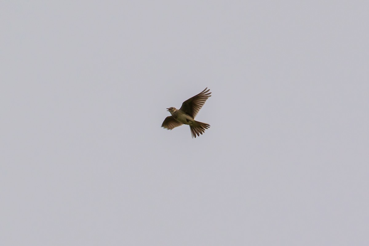 Eurasian Skylark - ML42635541