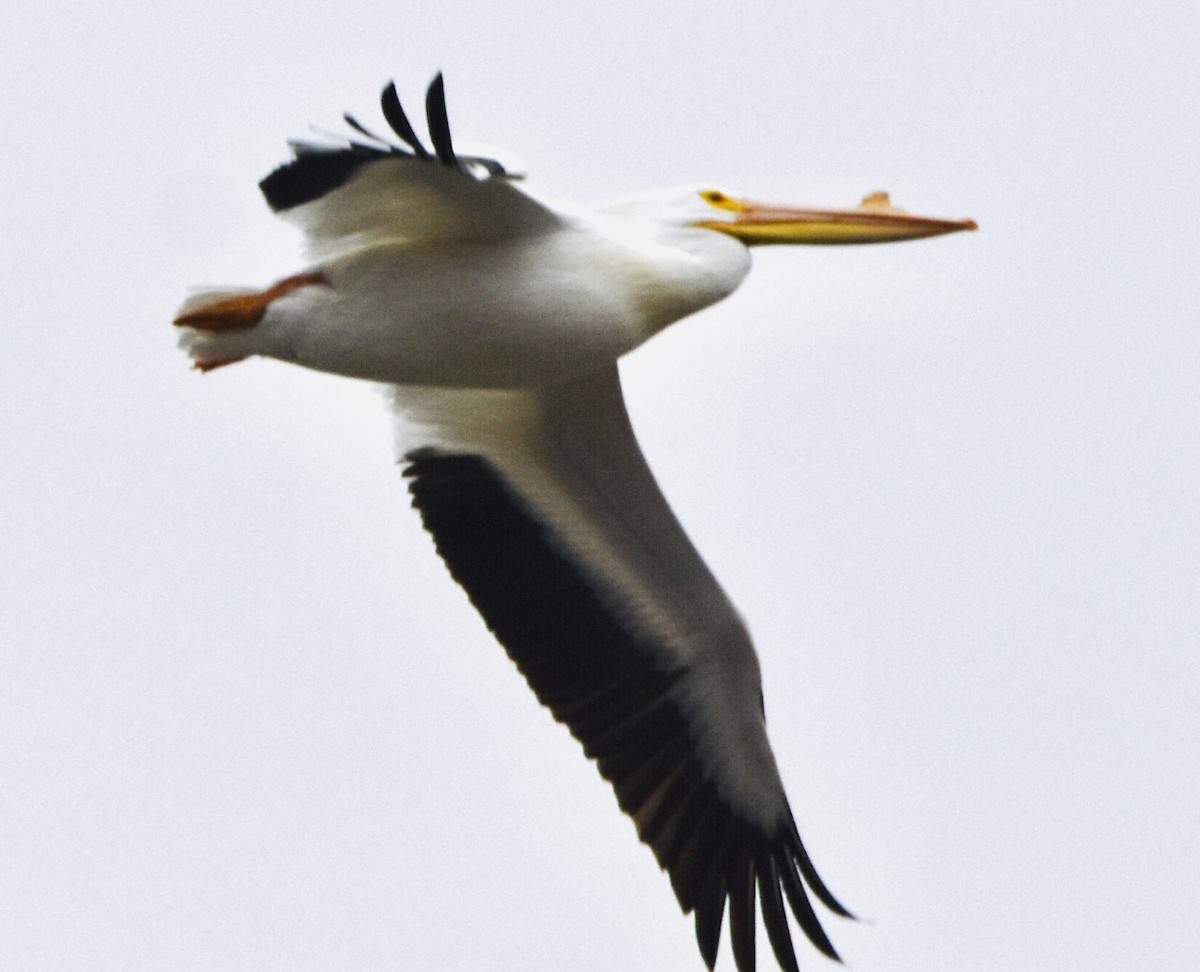 pelikán severoamerický - ML426355411