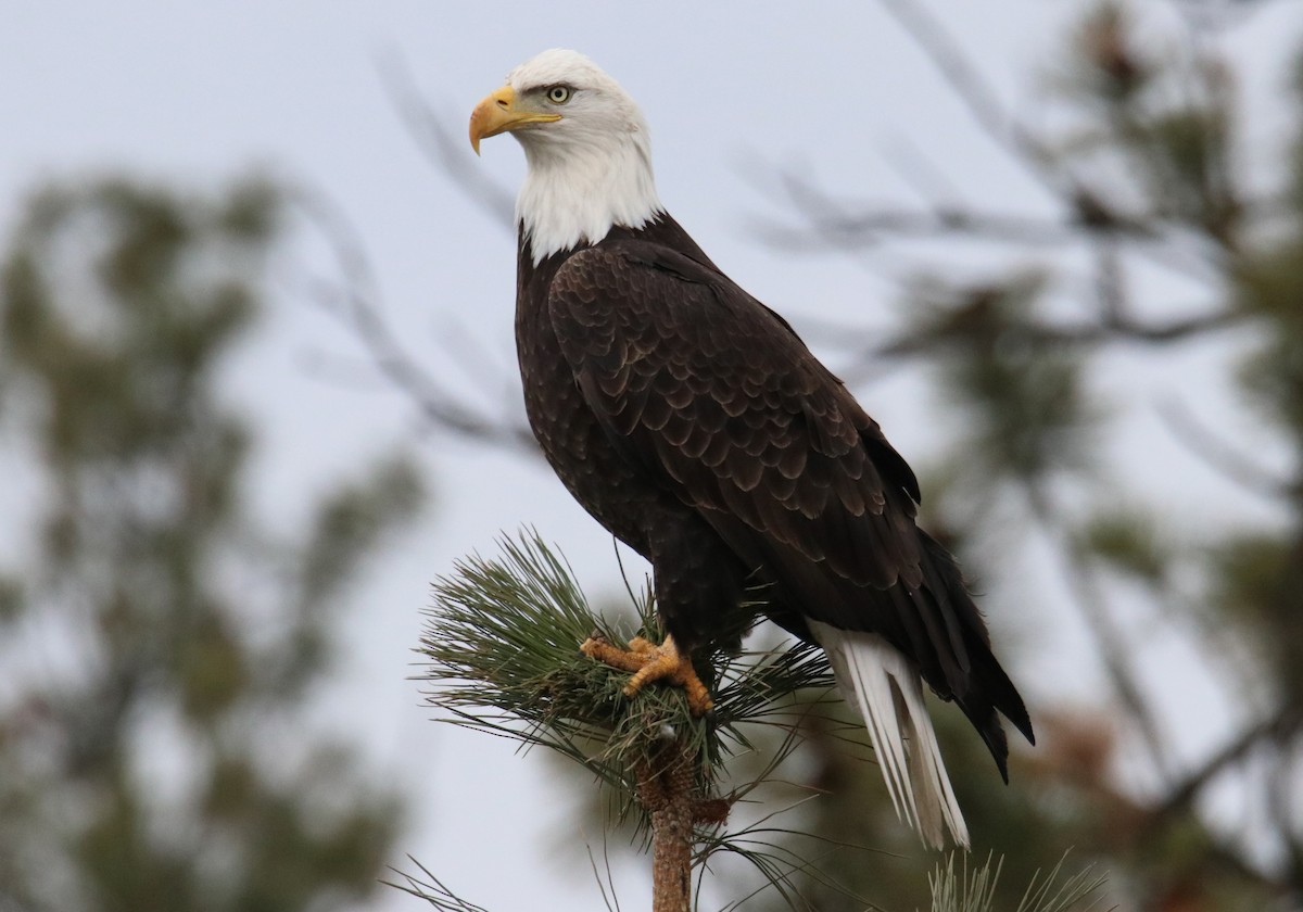 Bald Eagle - ML426355771