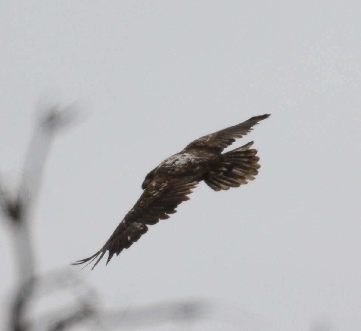 Bald Eagle - ML426355861