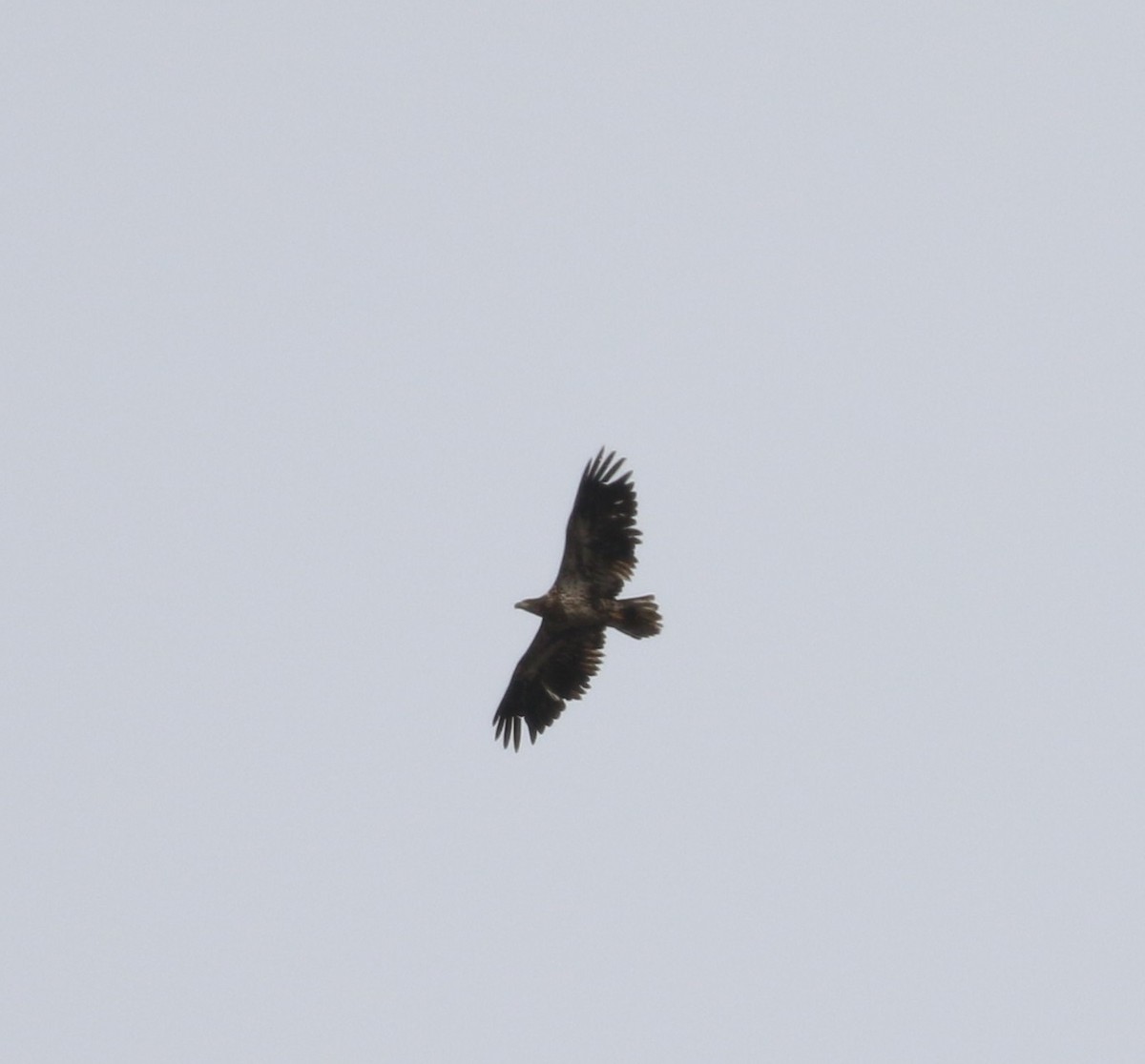 Bald Eagle - ML426355991