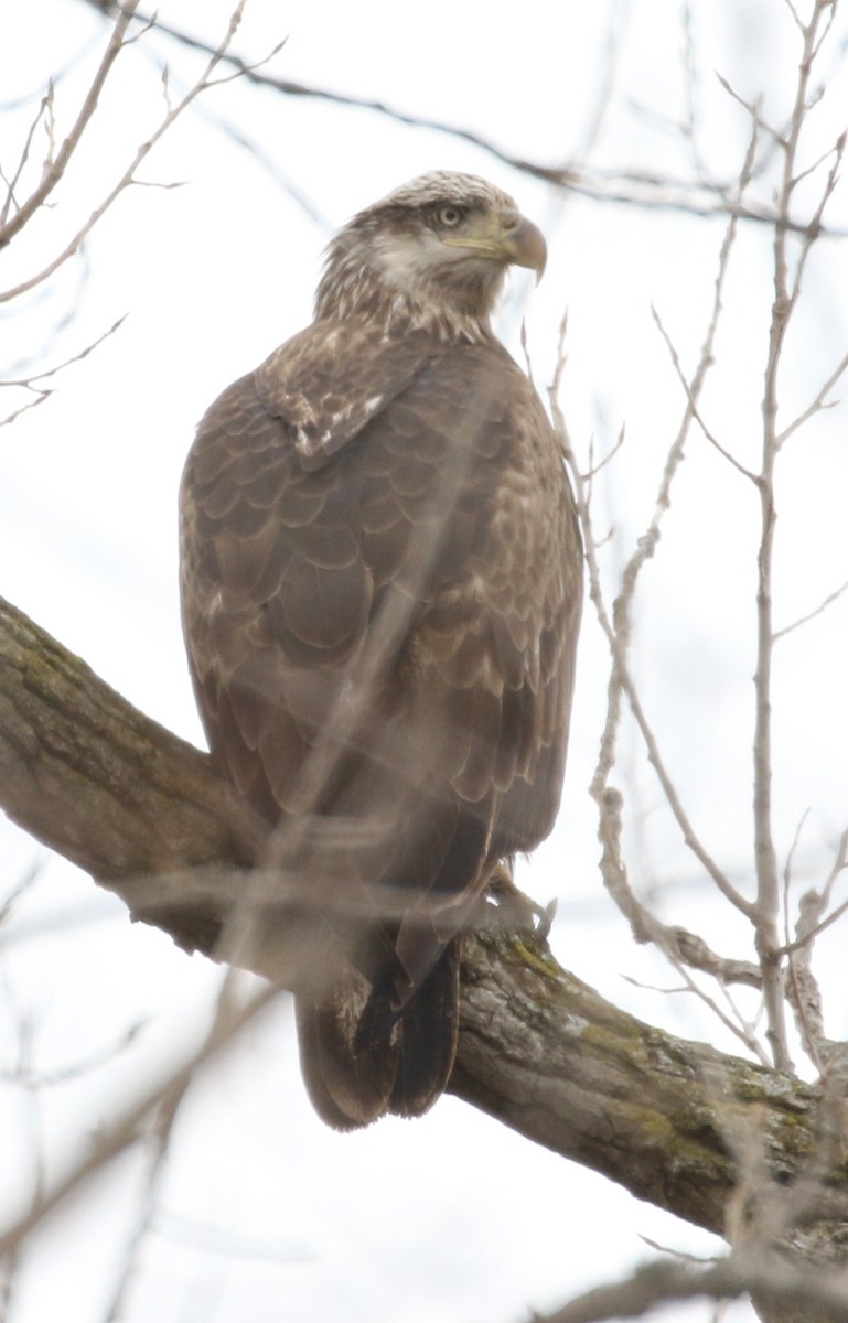 Bald Eagle - ML426356101