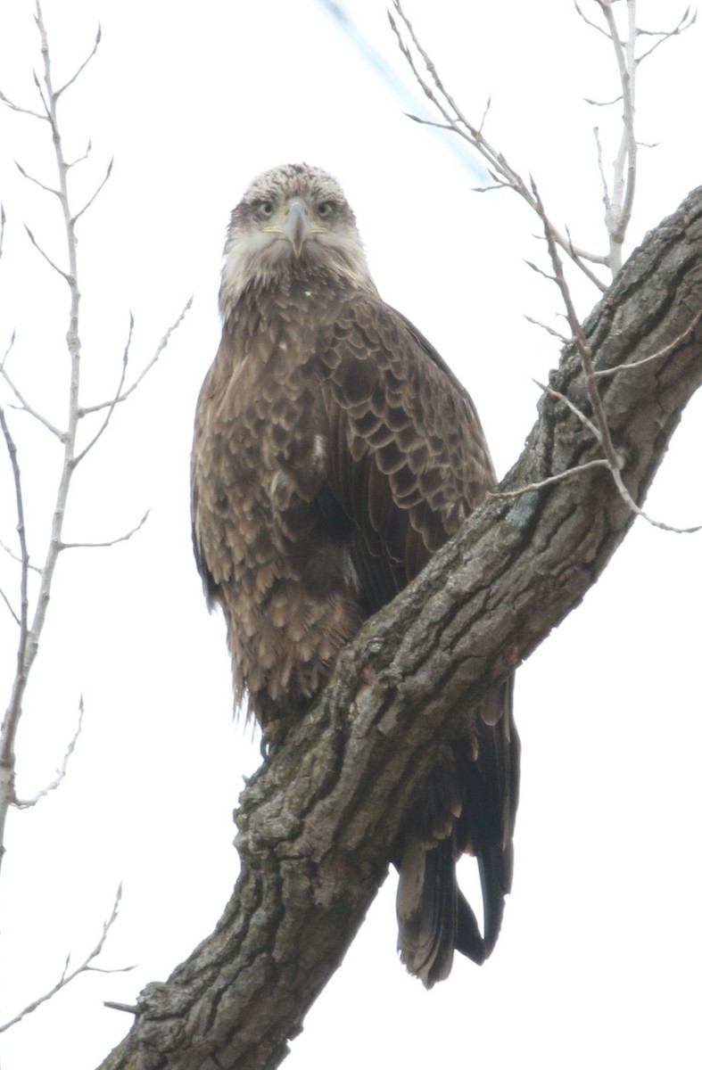 Bald Eagle - ML426356391