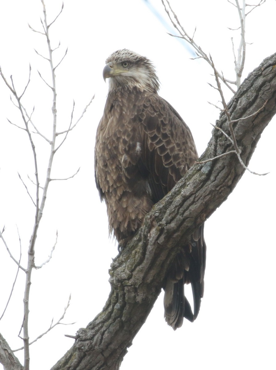 Bald Eagle - ML426356541