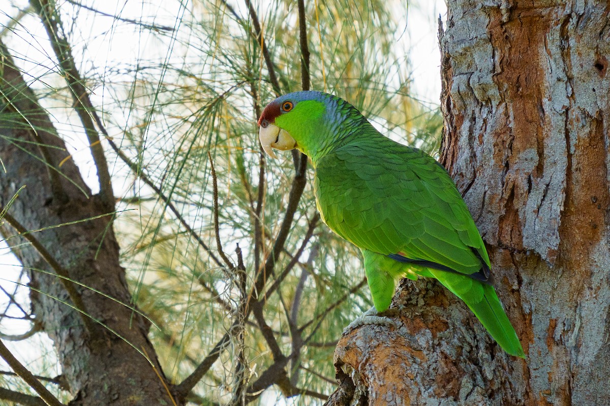 Lilac-crowned Amazon - ML426356801