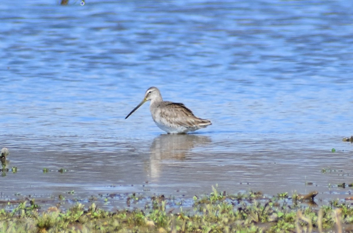 Long-billed Dowitcher - ML426357951