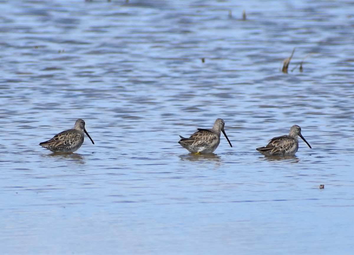 Long-billed Dowitcher - ML426358291