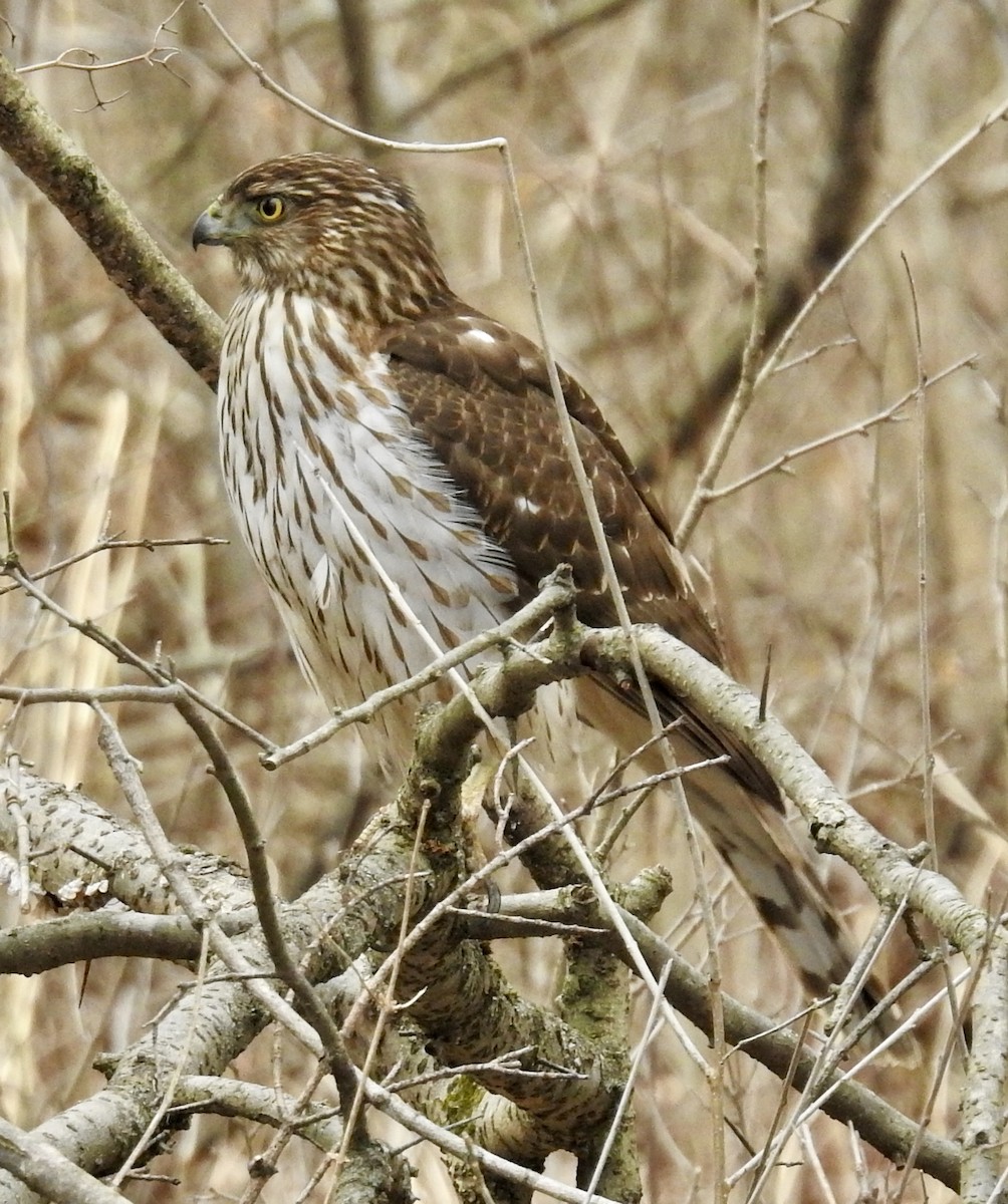 Cooper's Hawk - ML426358701