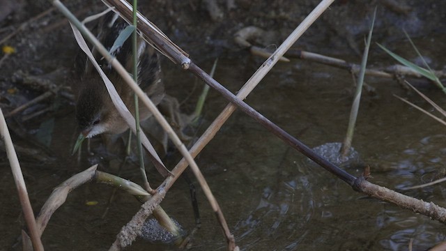 Little Crake - ML426358841