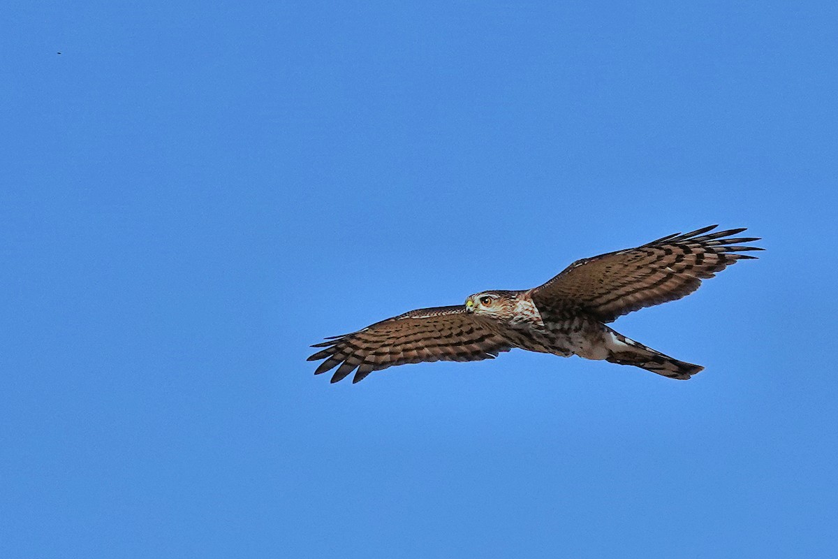 Sharp-shinned Hawk - Alan Mitchnick