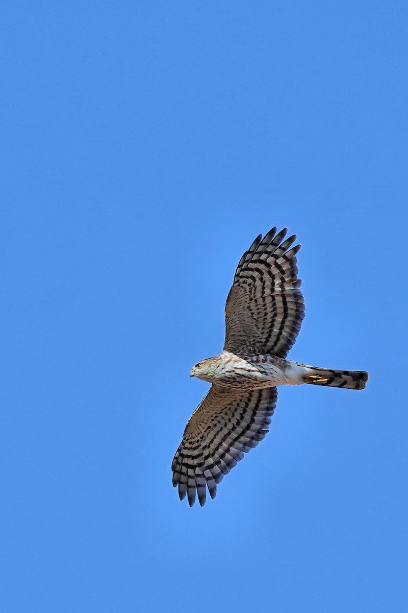 Sharp-shinned Hawk - Alan Mitchnick