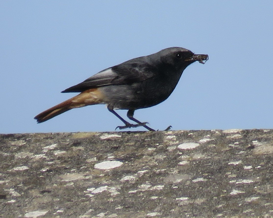 Black Redstart - ML426364451