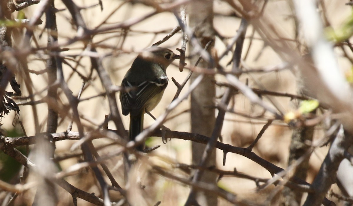 Dwarf Vireo - ML426364941