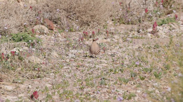 Sand Partridge - ML426365021