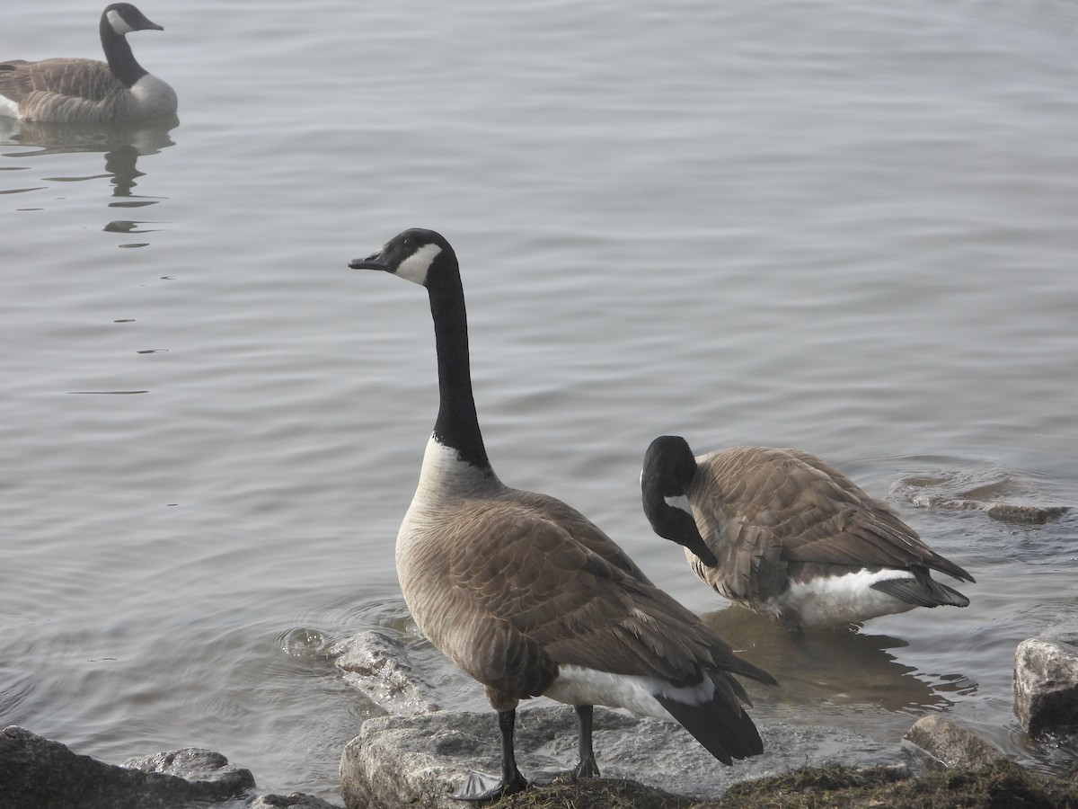 Canada Goose - ML426365161