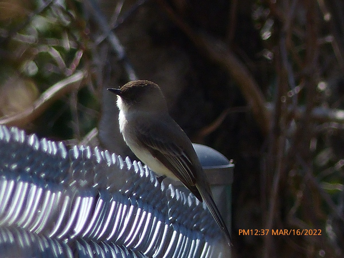 Eastern Phoebe - ML426366031