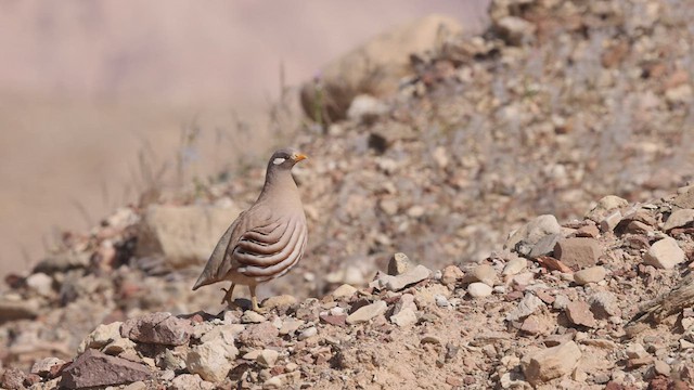 Arabienwüstenhuhn - ML426366351