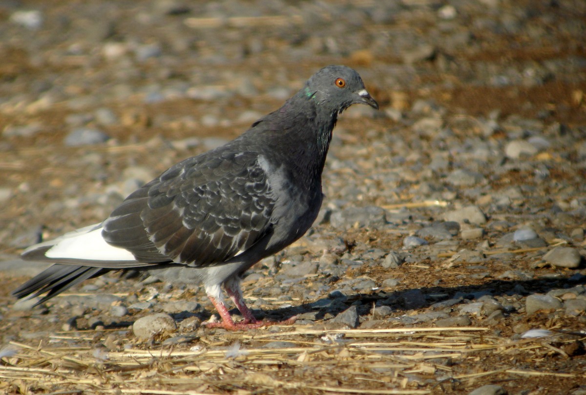 Rock Pigeon (Feral Pigeon) - Jay McGowan