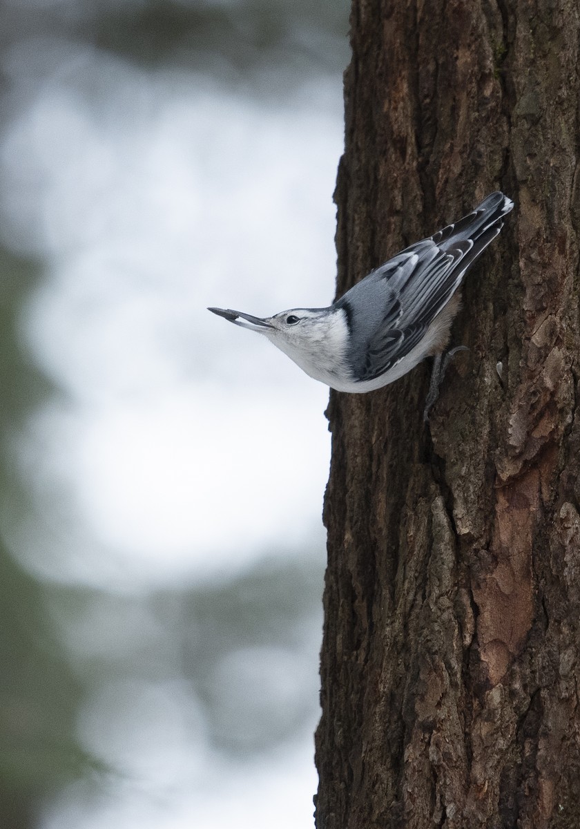 White-breasted Nuthatch - ML426366681