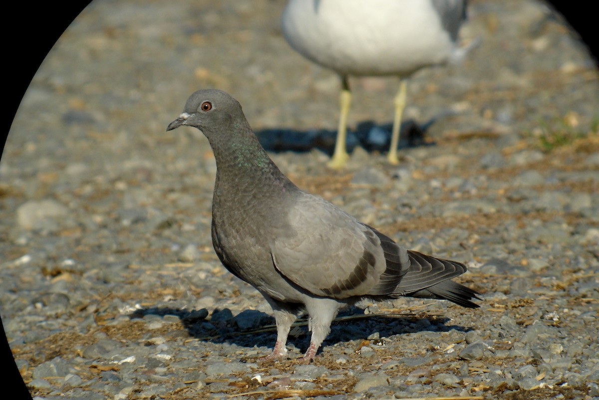 Rock Pigeon (Feral Pigeon) - Jay McGowan