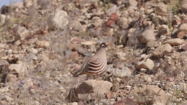 Arabienwüstenhuhn - ML426367031