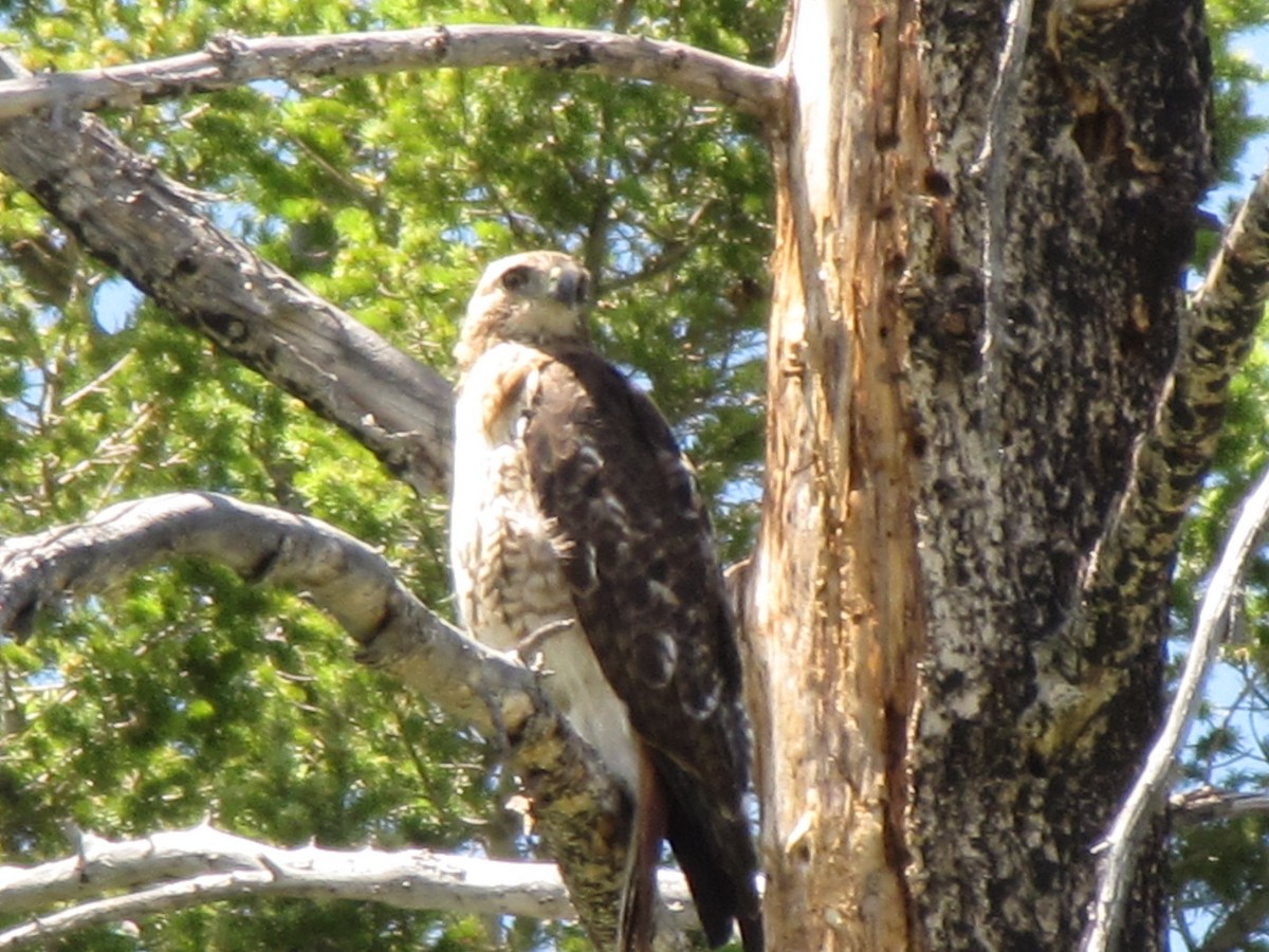 Red-tailed Hawk (calurus/alascensis) - Jeremy Collison