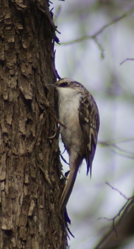 Brown Creeper - ML426368041